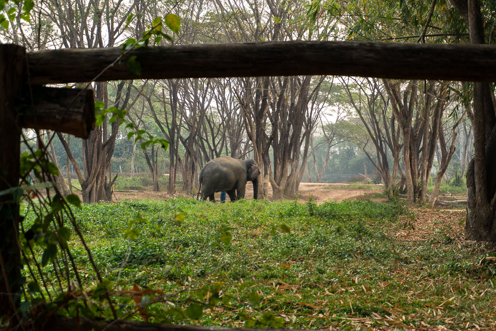 santuario elefantes visita guiada