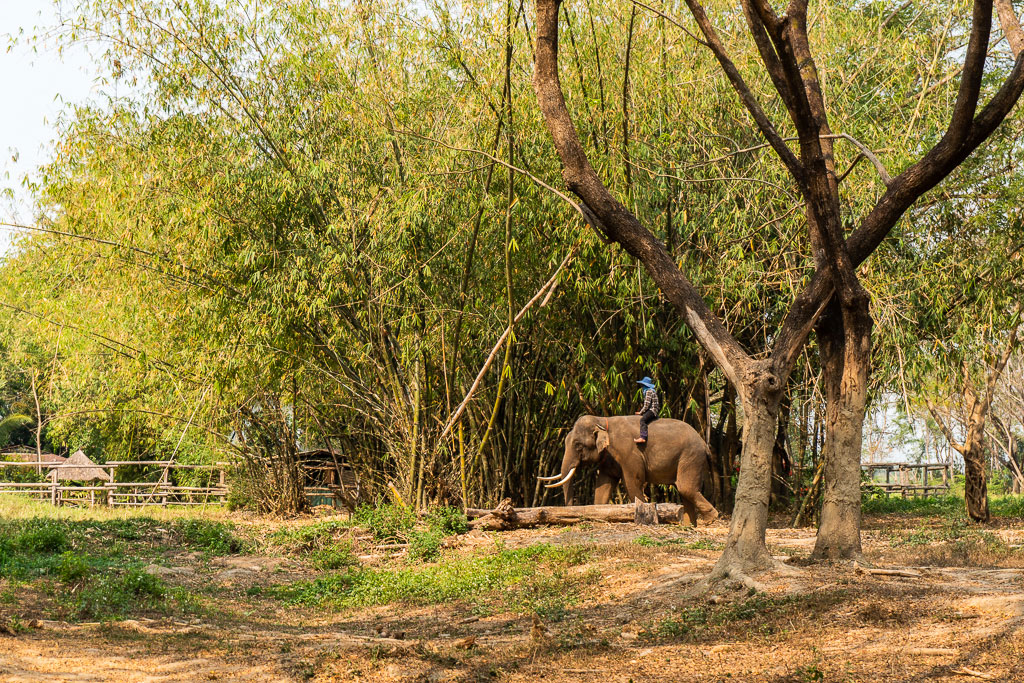 santuario elefantes thong inn