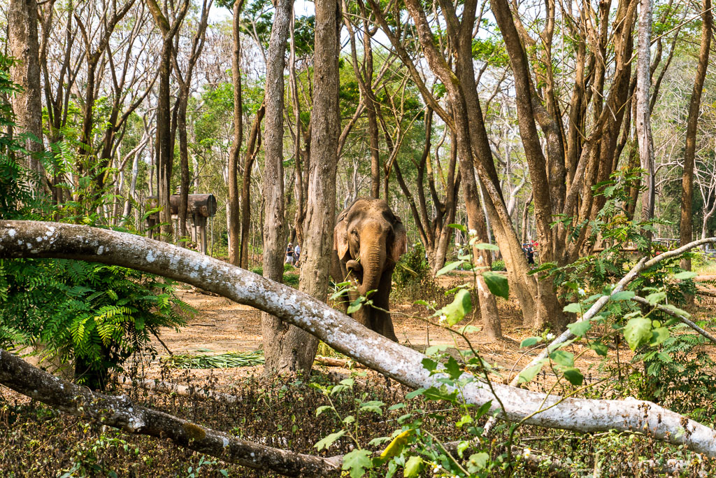 santuario elefantes tailandia