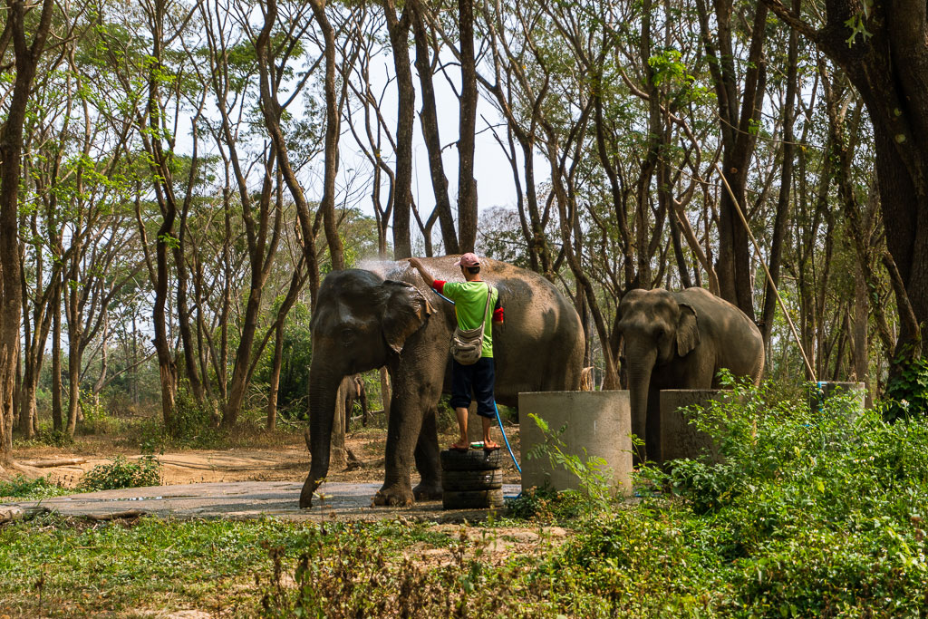 santuario elefantes ducha