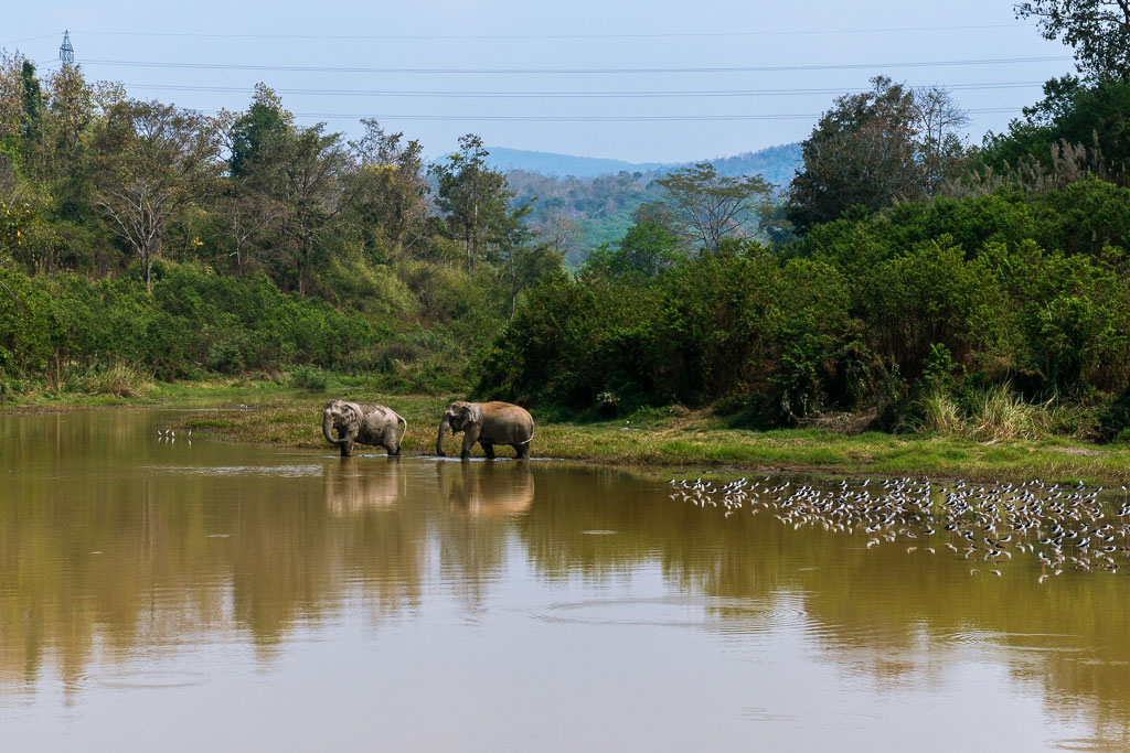 santuario elefantes zona safari