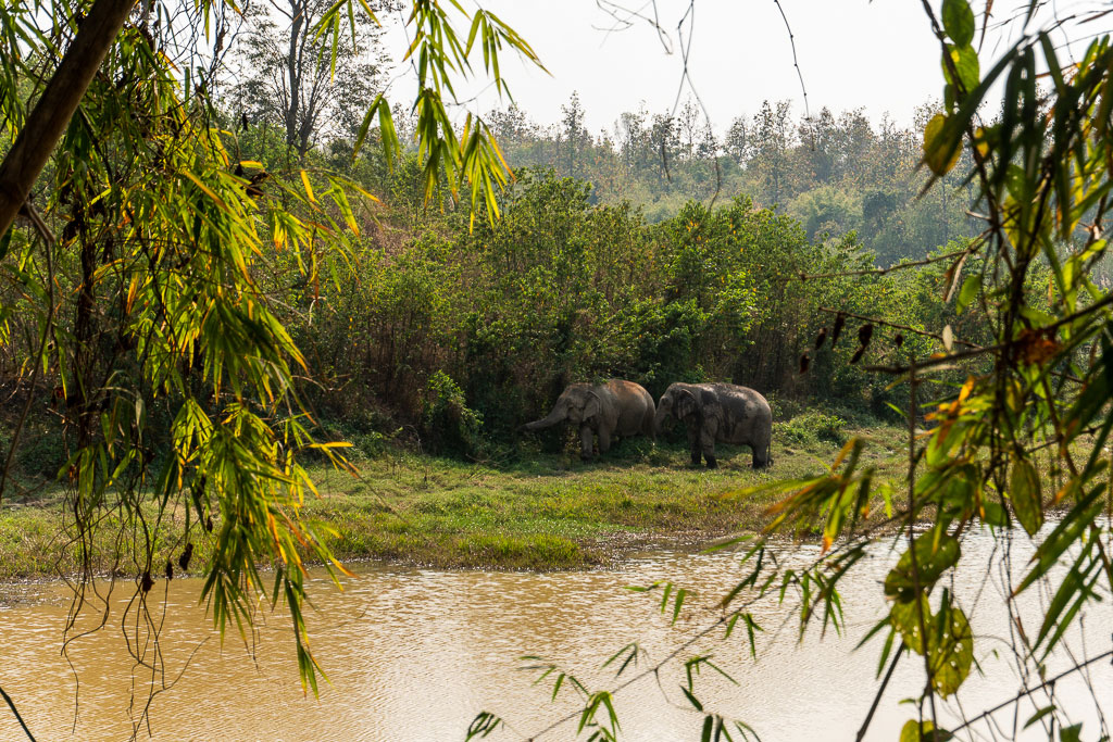 safari elefantes santuario